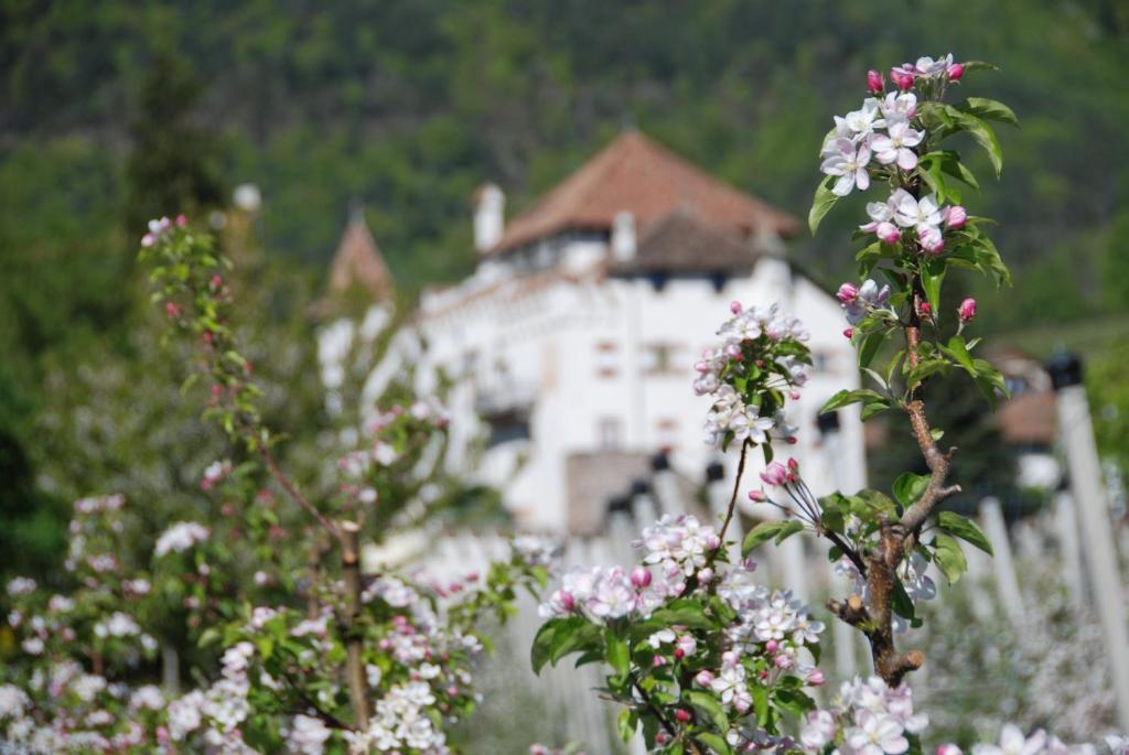 Apartments Schloss Paschbach Appiano Sulla Strada Del Vino Zewnętrze zdjęcie